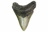 Fossil Megalodon Tooth - North Carolina #149401-1